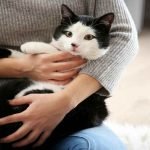 A black and white cat being held in a person's arms on their lap