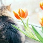 5 Tips on How to Stop Cats from Spraying