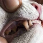 A cat's mouth is being held open by person's hand revealing their teeth