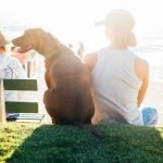 A dog sitting beside their owner facing the beach