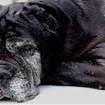 An elderly black dog with grey hair is laying on the ground