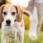 A profile view of a beagle that is standing in grass