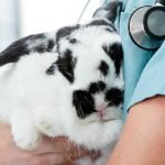 A veterinarian in a baby blue garb with a stethoscope is holding a broken black and white rabbit in their arms