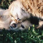 A cat rubbing its head on the top of a dog's head that is laying down on green vines