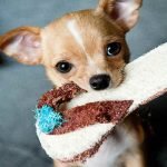 Tips for Puppy Proofing Your Home