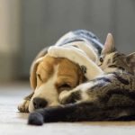 Top 5 Home Remedies for Hot Spots on Cats and Dogs