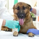 A German shepherd is sitting on an exam table with its tongue sticking out