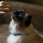 Top 10 Myths About Pet Food