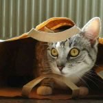 The Top 10 Best Free Cat Toys
