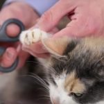 How to Safely Trim a Cat’s Nails