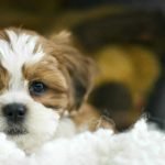 Cage or Cozy Den? The Truth About Crate Training a Dog