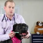 How to Brush a Dog’s Teeth