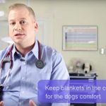 How to Reduce Your Pet’s Stress When Traveling