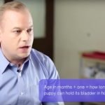 Importance of the Annual Checkup In Pets