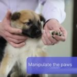 General Advice and Tips for New Puppy Owners