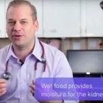 Should I Feed My Cat Wet or Dry Food?