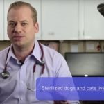 Should I Spay or Neuter My Dog or Cat?