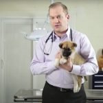 How to Potty Train a Puppy With and Without A Pee Pad