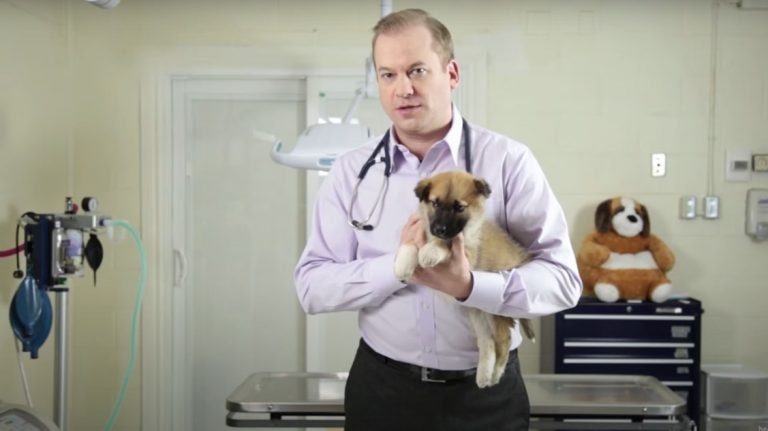 A male veterinarian is holding a puppy in an examination room