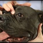 Cherry Eye in Dogs and How to Treat It Properly
