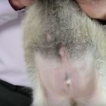 General Info and Treatment of Umbilical Hernias in Dogs and Cats