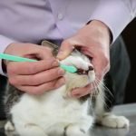 How to Brush a Cat’s Teeth