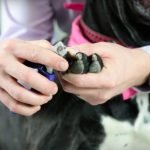 How to Safely Trim a Dog’s Nails