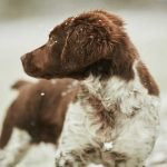 Cold Weather Safety Tips for Pets