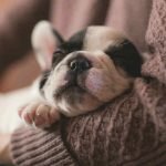 Epilepsy and Seizures In Cats and Dogs: 8 Things You Need to Know