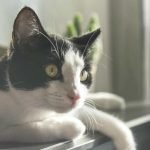 7 Key Strategies for Treating Ear Infections in Dogs and Cats