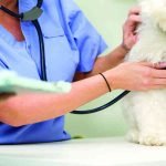 A woman in a blue garb is examining a white dog on an exam table with a stethoscope