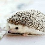 Everything You Need to Know About African Pygmy Hedgehog Care