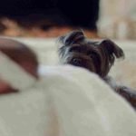 Introducing Dog and Baby: How To Facilitate a Lifelong Relationship