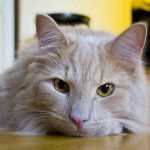 A cream long-haired cat with yellow eyes is lying down on a wooden floor