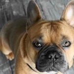 A fawn French bulldog sitting upright on a wooden floor