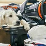 5 Things to Consider Before Traveling With Your Dog
