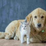 A golden retriever is sitting next to a grey and white cat on a wooden floor