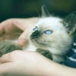 6 Tips on How to Socialize a Kitten