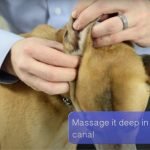 How to Properly Clean a Dog’s Ear