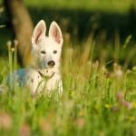 A white German shepherd is sitting in tall grass with weeds