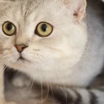A cream colored cat with yellow and green eyes is poking its head out of a cat house