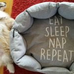 A Pomeranian is laying on their back beside a dog bed that says, "Eat, sleep, nap, repeat"