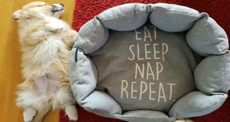 A Pomeranian is laying on their back beside a dog bed that says, "Eat, sleep, nap, repeat"