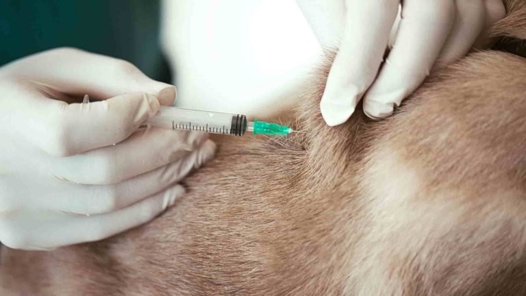 A person wearing gloves is inserting a needle into a dog