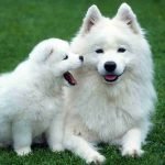 A Samoyed adult dog and puppy are sitting on grass