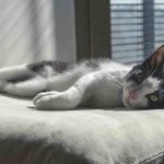 9 Signs That Your Cat May Be Sick