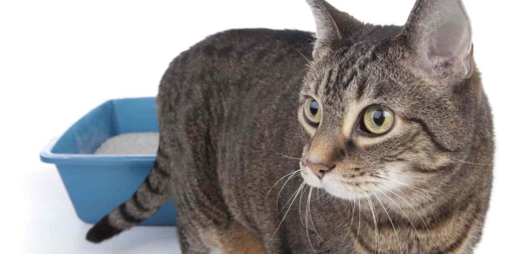 A feline Tabby standing in front of a blue litter box