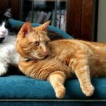 A black and white cat and a ginger tabby cat sitting on a turquoise chez lounge