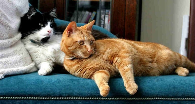A black and white cat and a ginger tabby cat sitting on a turquoise chez lounge