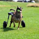 A three-legged dog is running in the grass with a tennis ball in its mouth
